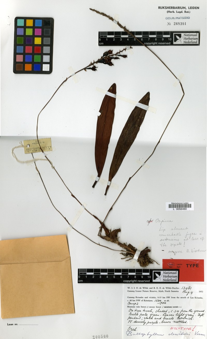 Bulbophyllum dewildei