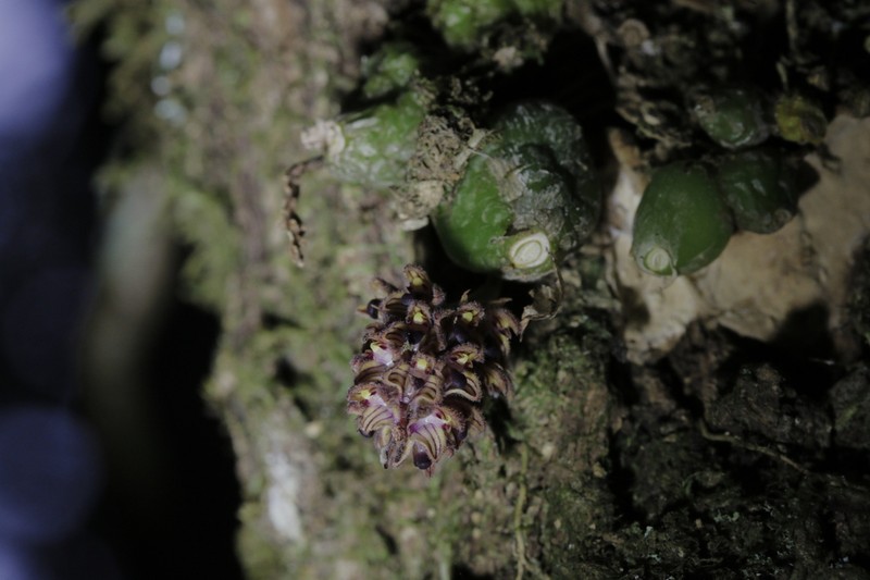 Bulbophyllum dhaninivatii