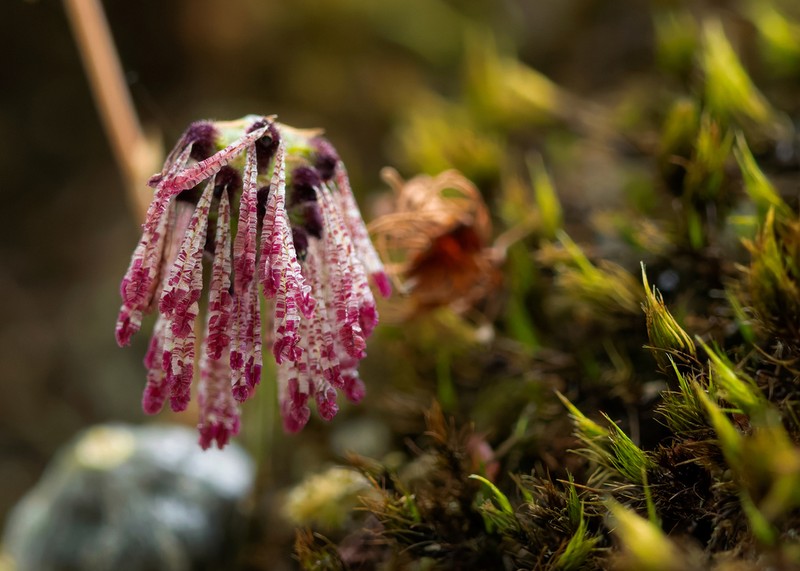 Bulbophyllum dhaninivatii photo 2