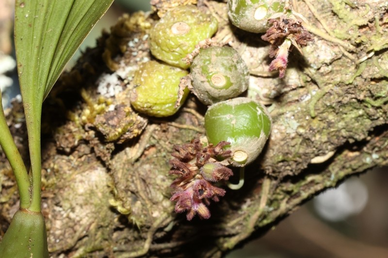 Bulbophyllum dhaninivatii photo 3
