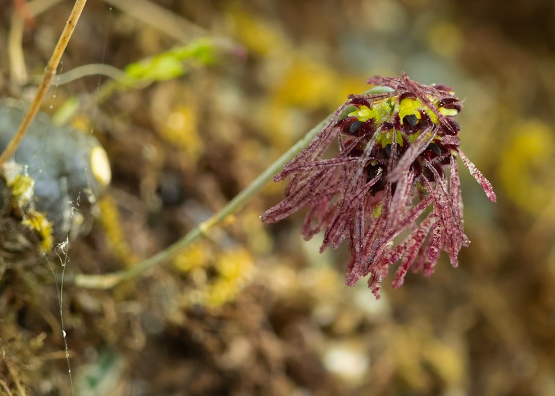 Bulbophyllum dhaninivatii photo 4