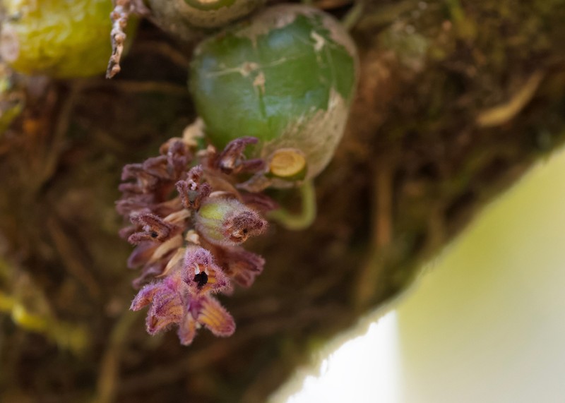 Bulbophyllum dhaninivatii photo 5