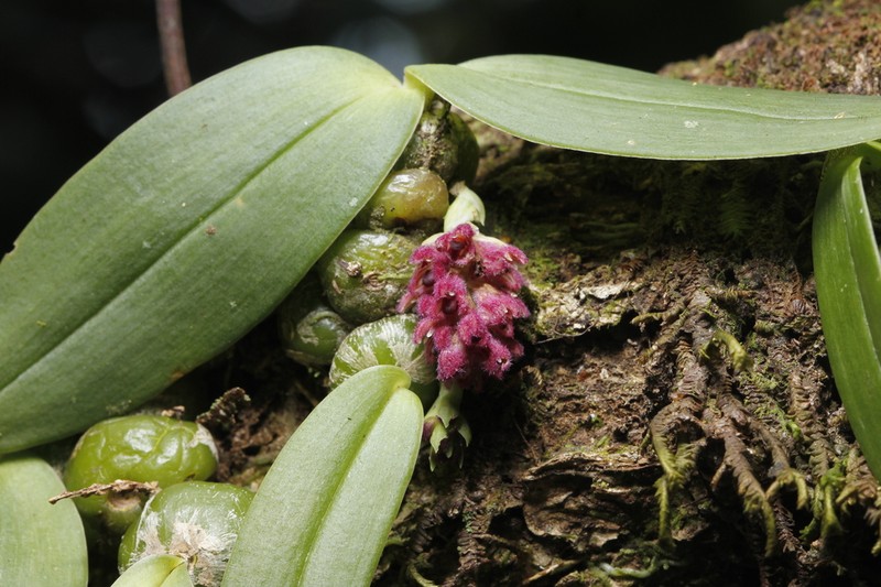 Bulbophyllum dhaninivatii photo 6