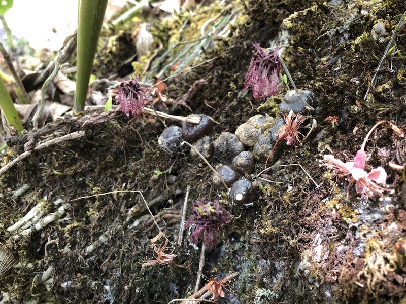 Bulbophyllum dhaninivatii photo 7
