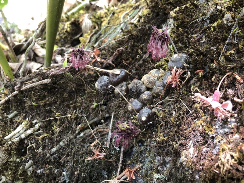 Bulbophyllum dhaninivatii photo 8