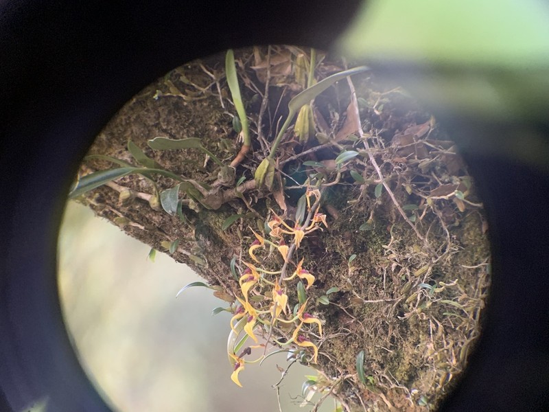 Bulbophyllum dichromum photo 2