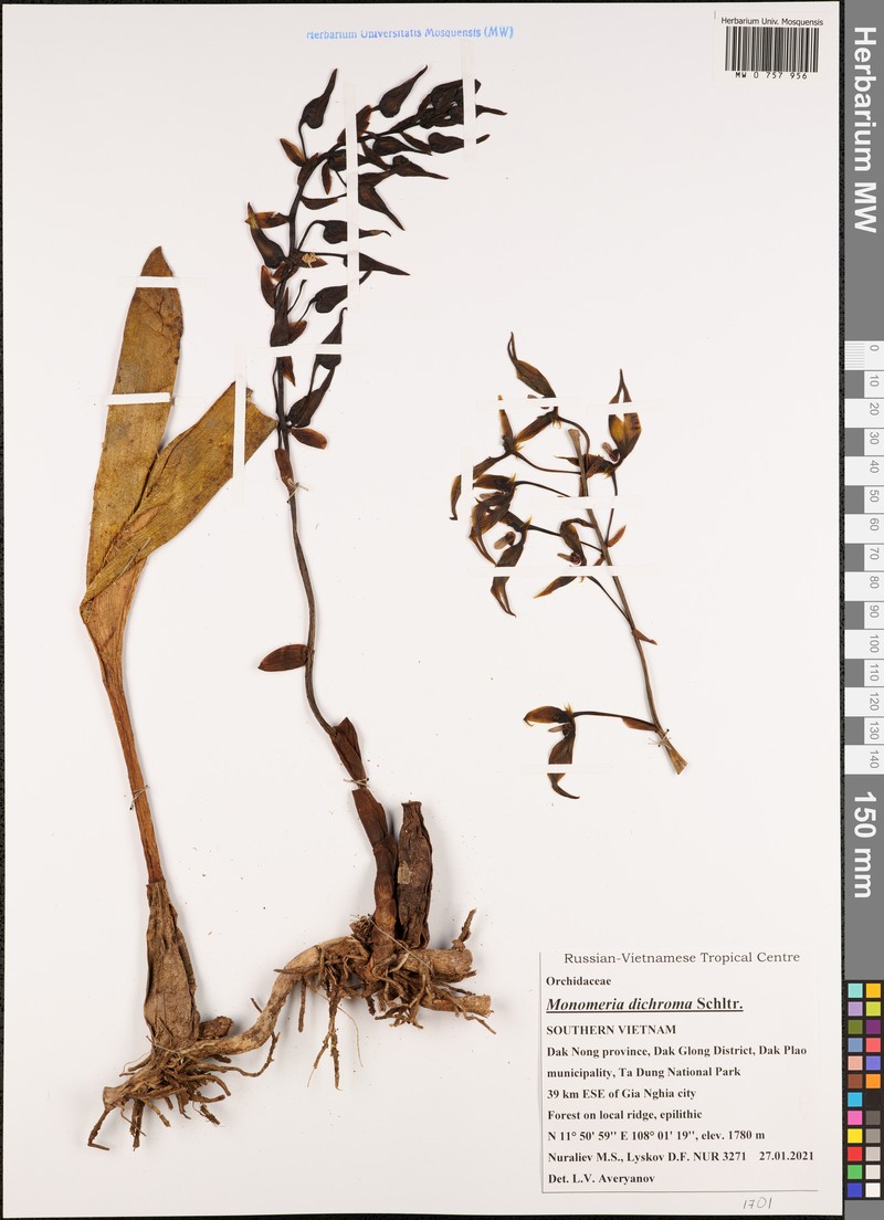 Bulbophyllum dichromum photo 3