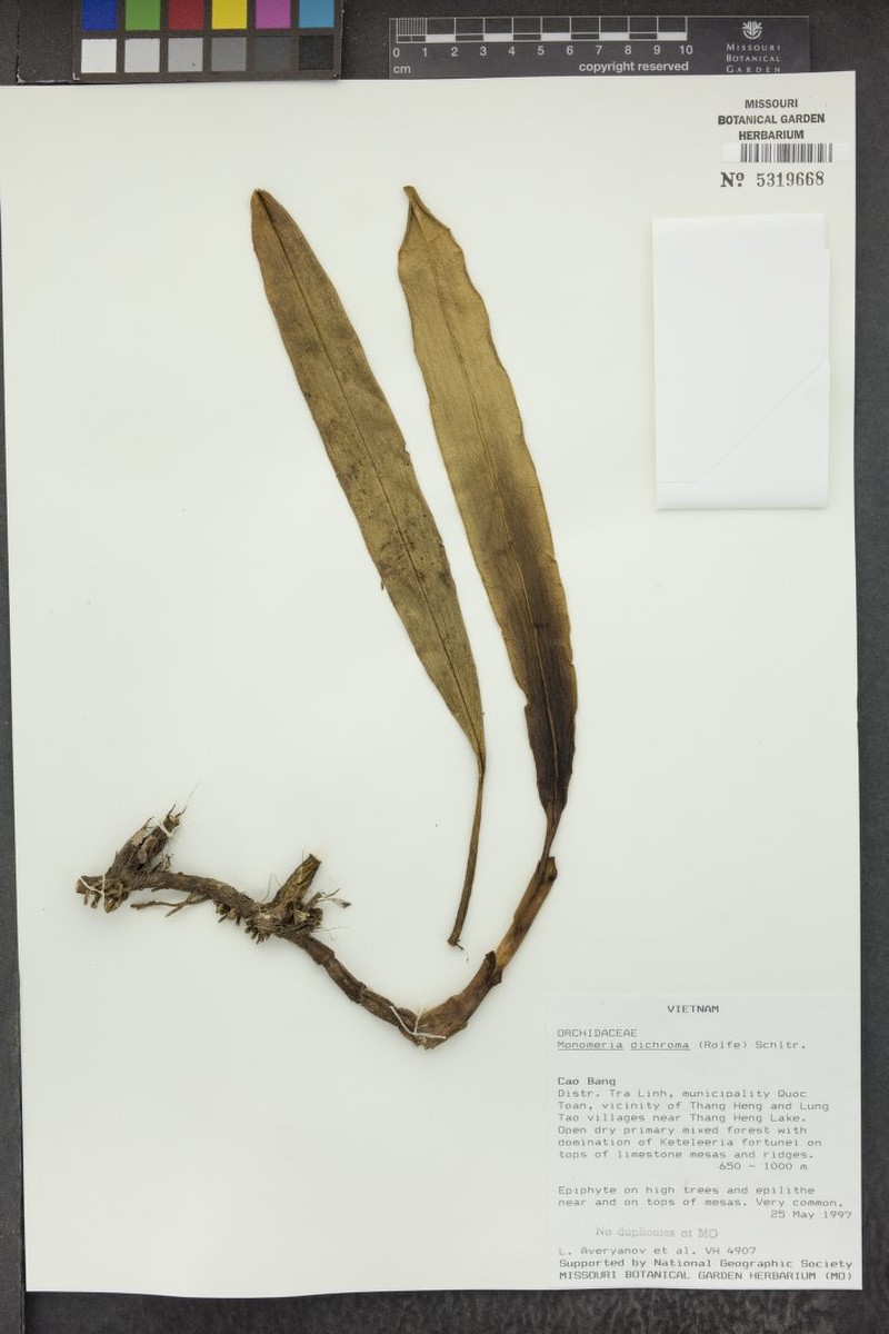 Bulbophyllum dichromum photo 4