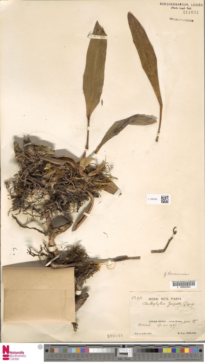 Bulbophyllum dichromum photo 5