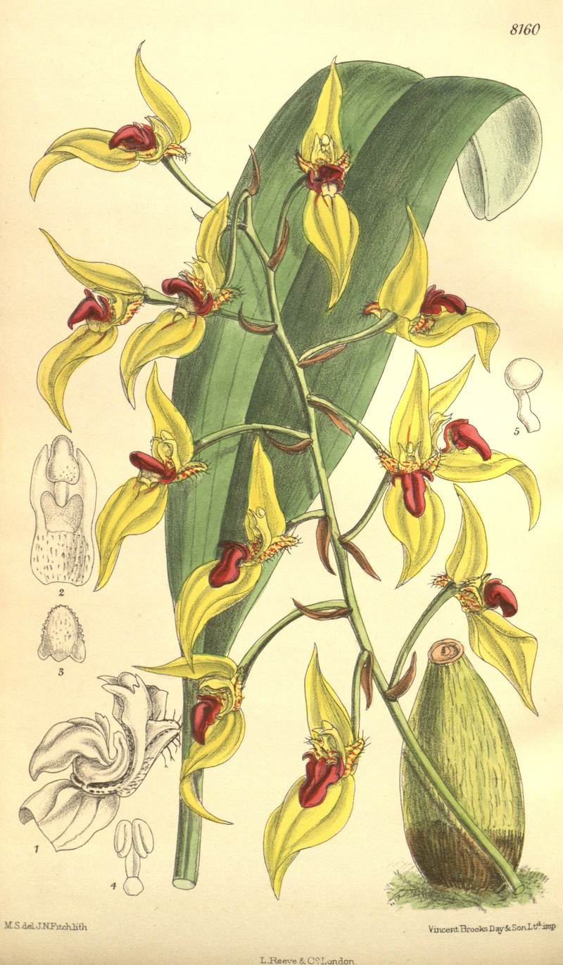 Bulbophyllum dichromum