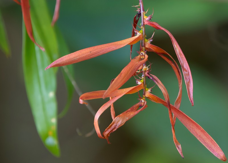 Bulbophyllum dickasonii photo 2