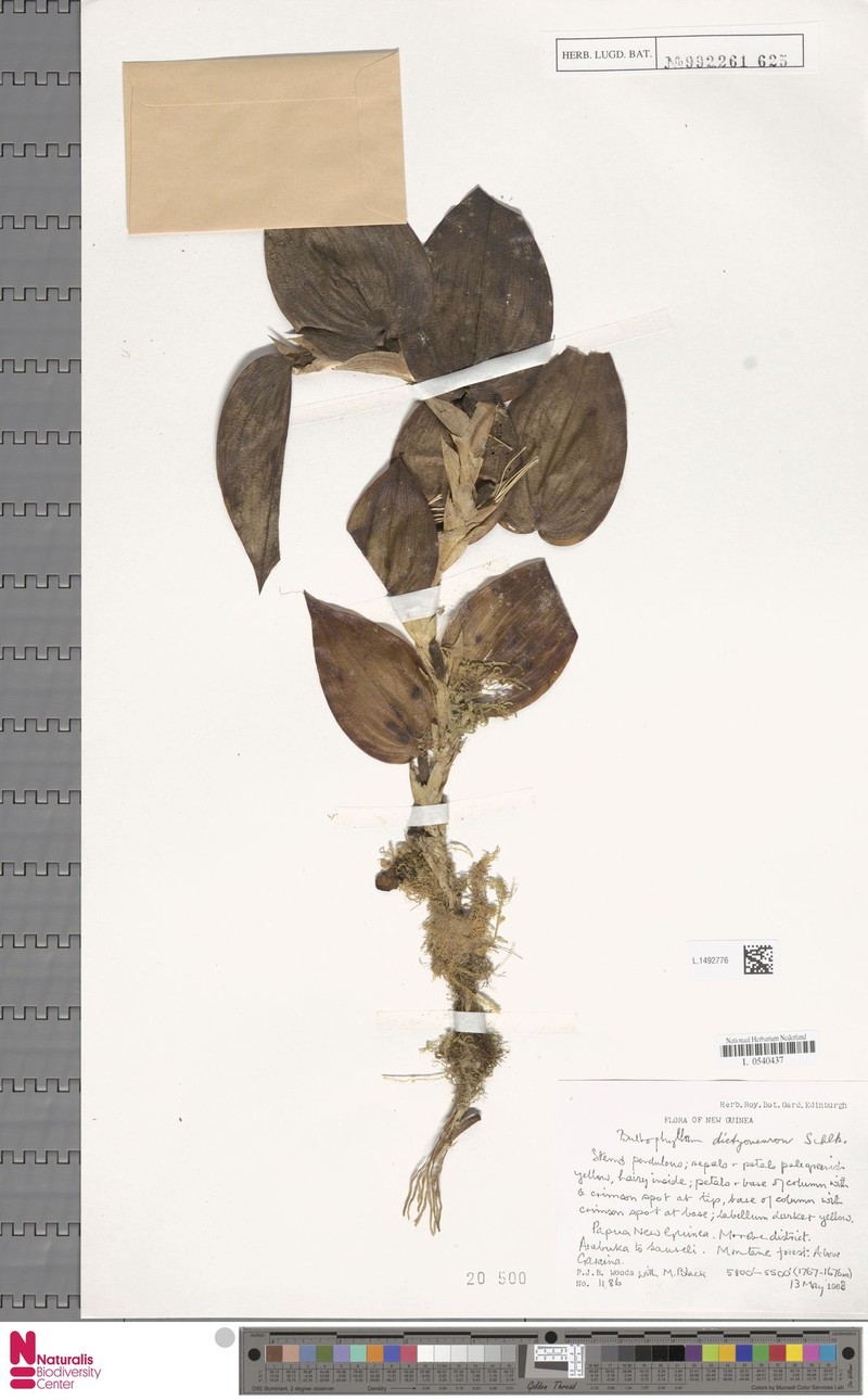 Bulbophyllum dictyoneuron photo 2