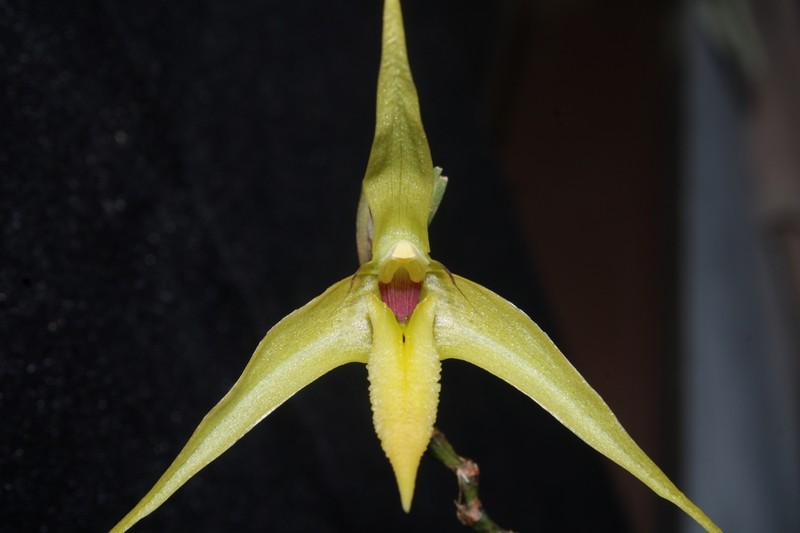 Bulbophyllum digoelense