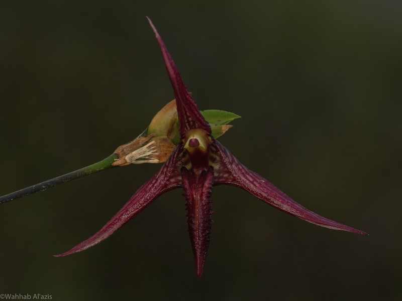 Bulbophyllum digoelense photo 2