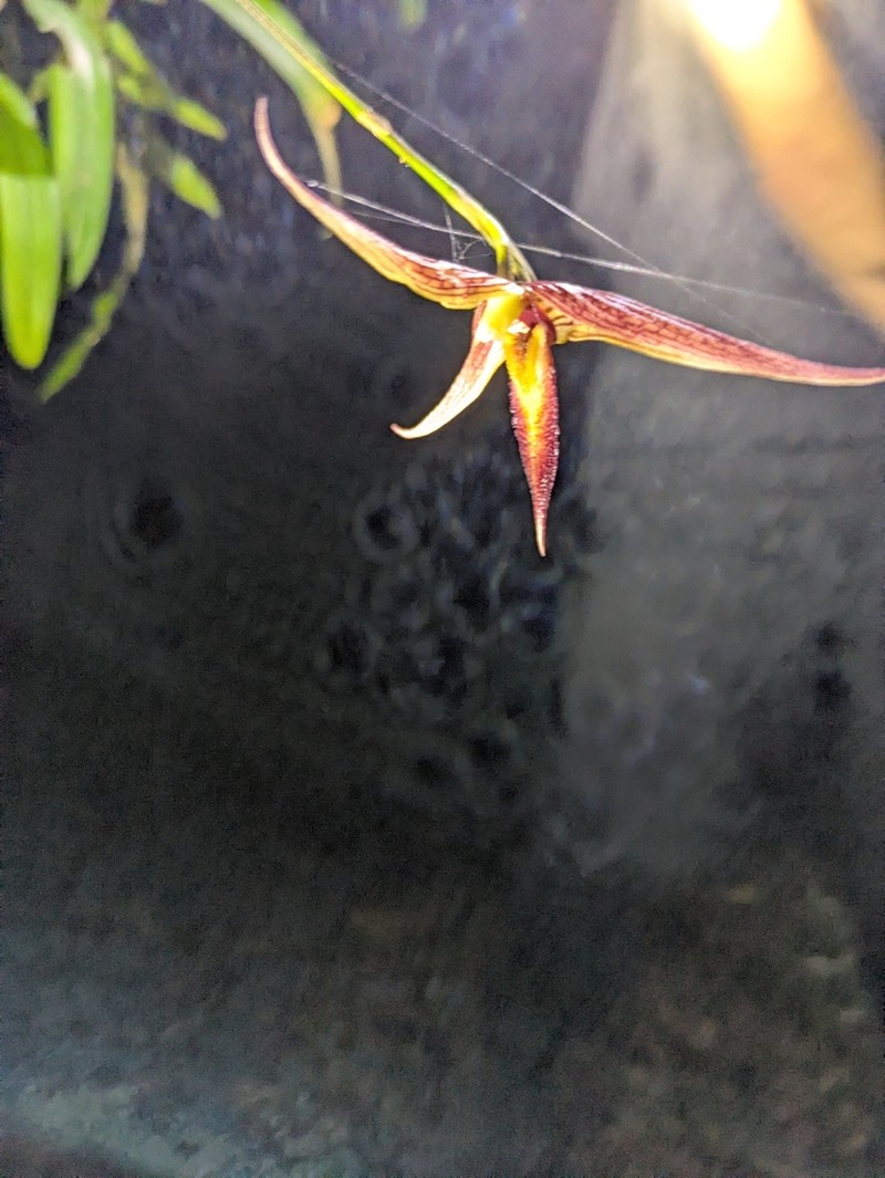 Bulbophyllum digoelense photo 3