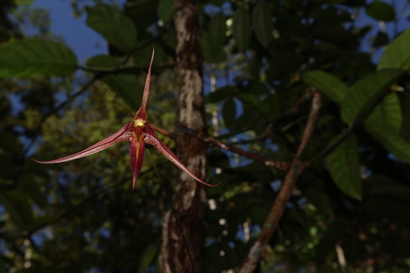 Bulbophyllum digoelense photo 4