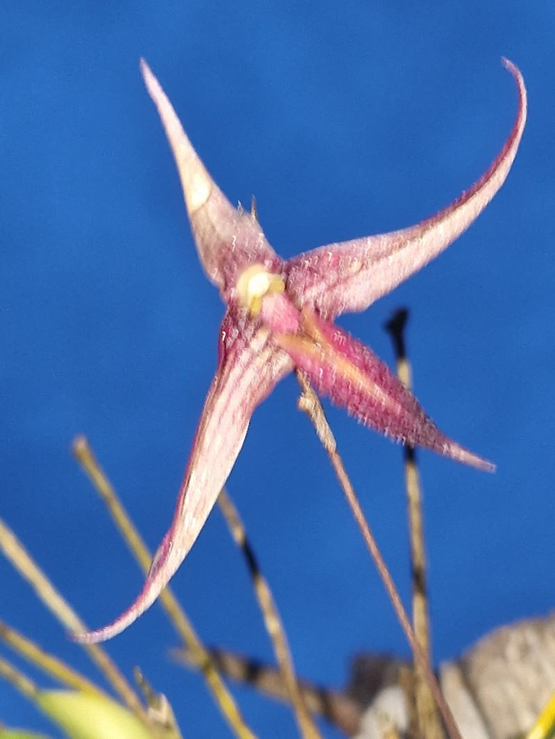 Bulbophyllum digoelense photo 6