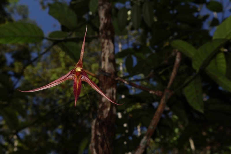 Bulbophyllum digoelense photo 7