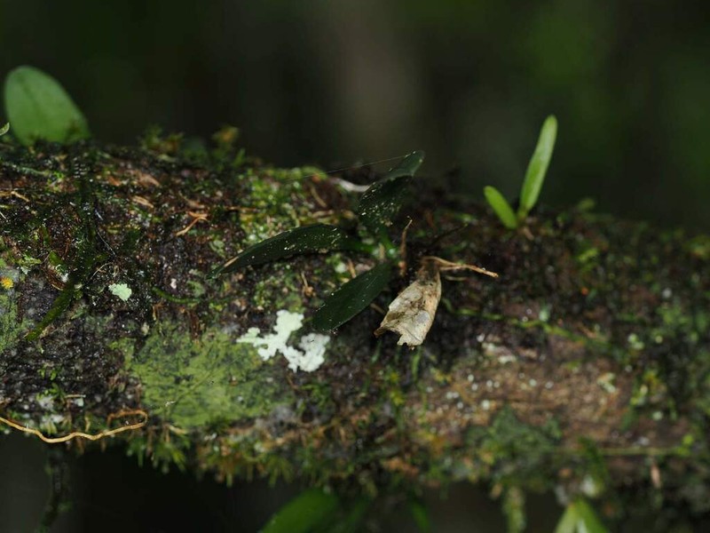 Bulbophyllum dischidiifolium