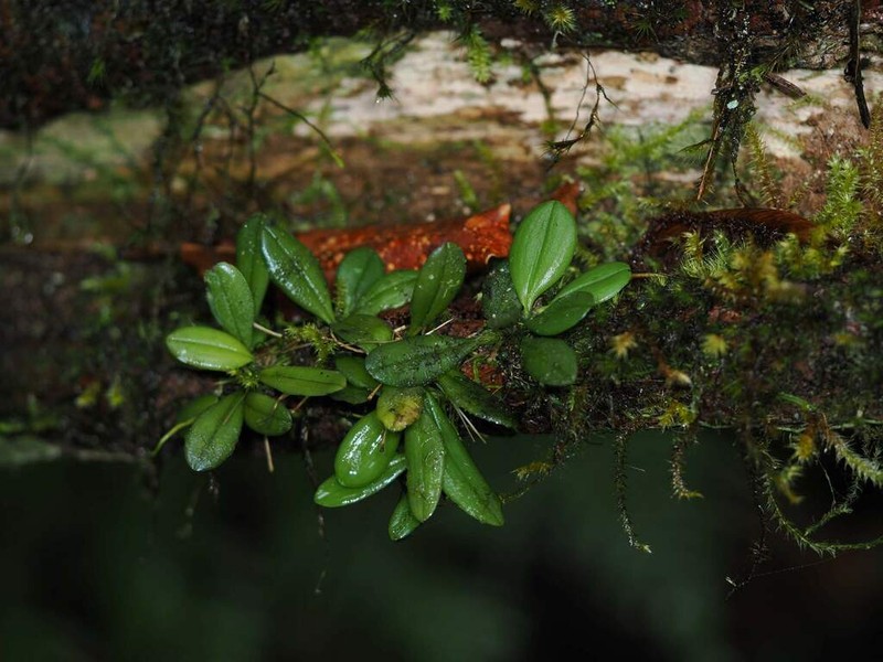 Bulbophyllum dischidiifolium photo 2