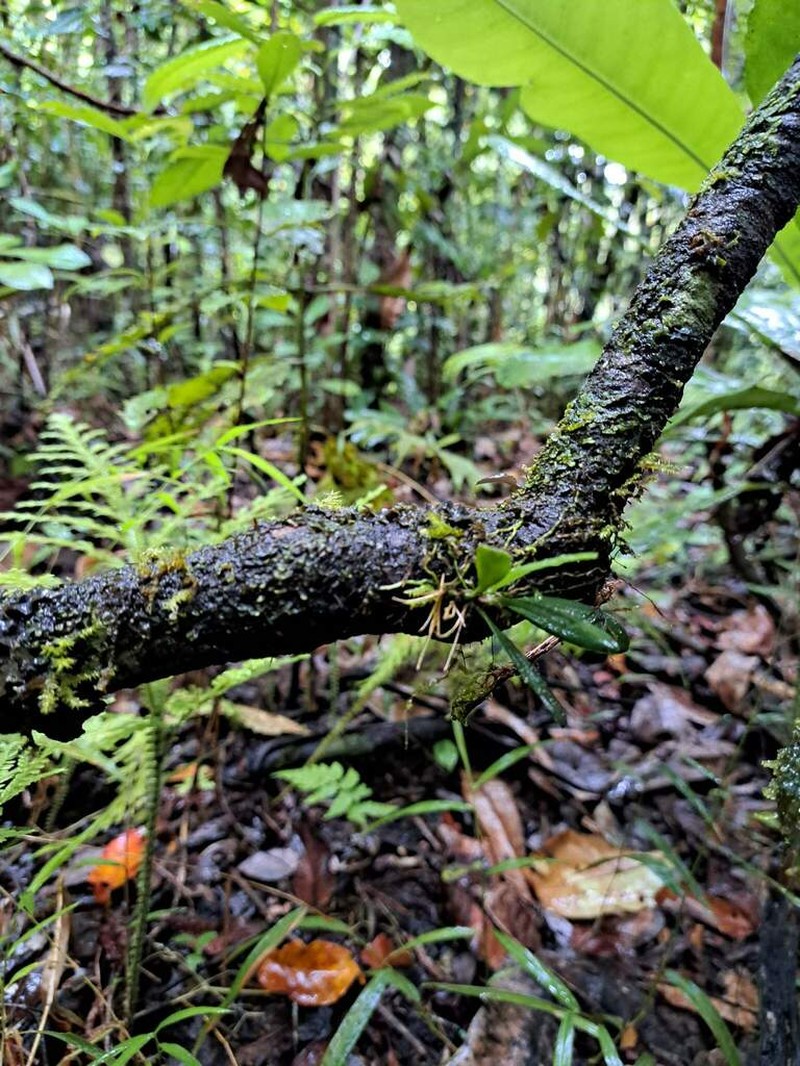 Bulbophyllum dischidiifolium photo 3