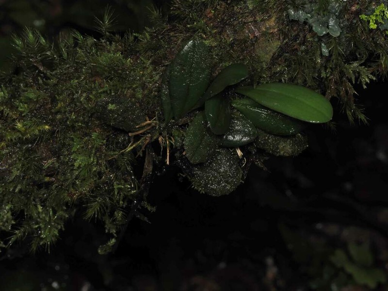 Bulbophyllum dischidiifolium photo 4