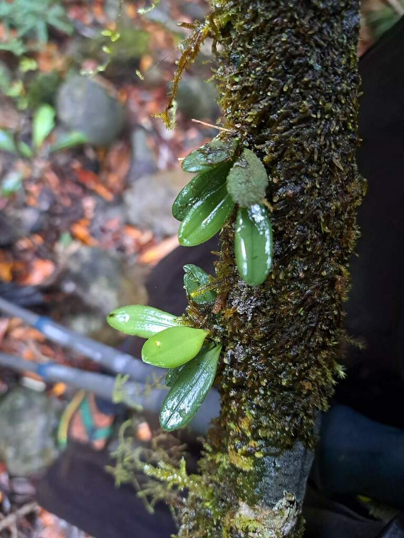 Bulbophyllum dischidiifolium photo 5