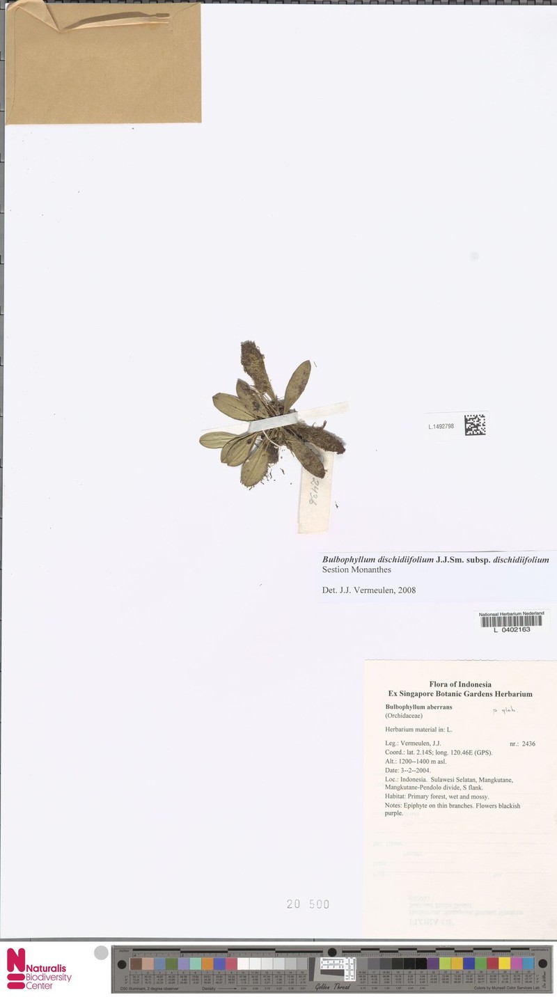 Bulbophyllum dischidiifolium photo 6