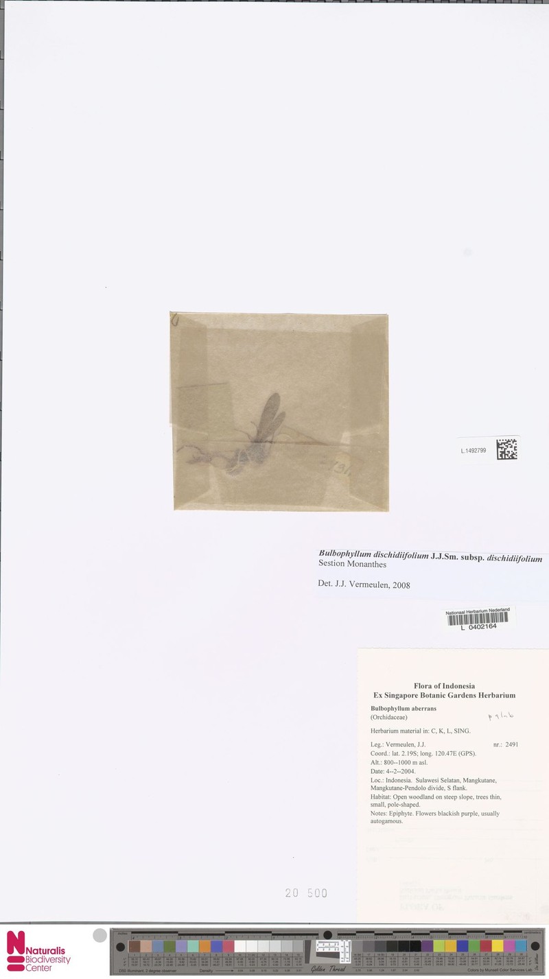 Bulbophyllum dischidiifolium photo 7