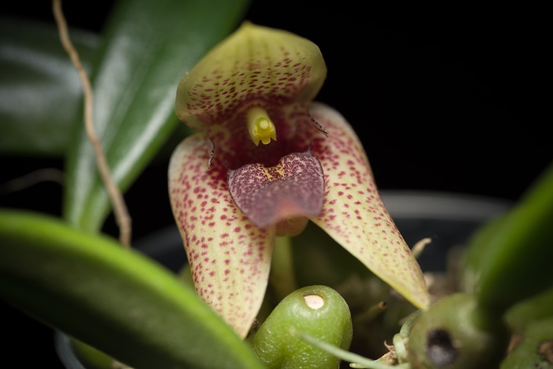 Bulbophyllum disciflorum