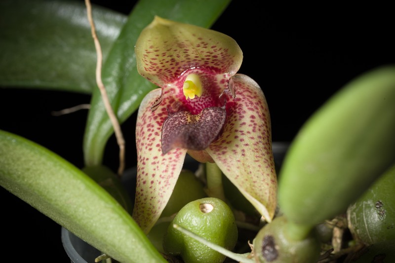 Bulbophyllum disciflorum photo 2