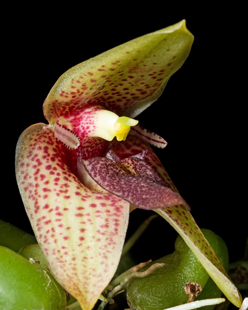Bulbophyllum disciflorum photo 3