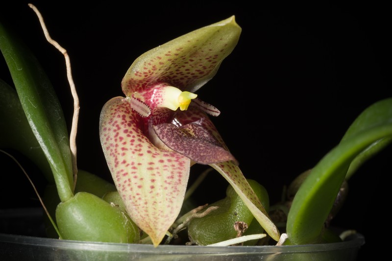 Bulbophyllum disciflorum photo 4