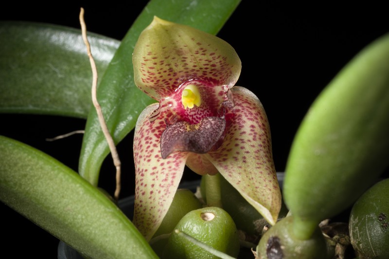 Bulbophyllum disciflorum photo 5