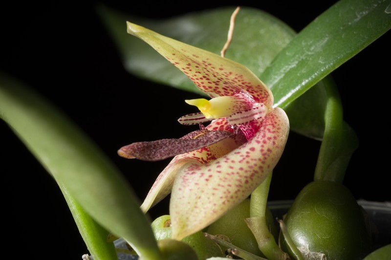 Bulbophyllum disciflorum photo 6