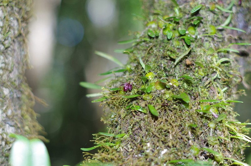 Bulbophyllum discilabium