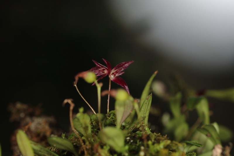 Bulbophyllum discilabium photo 2