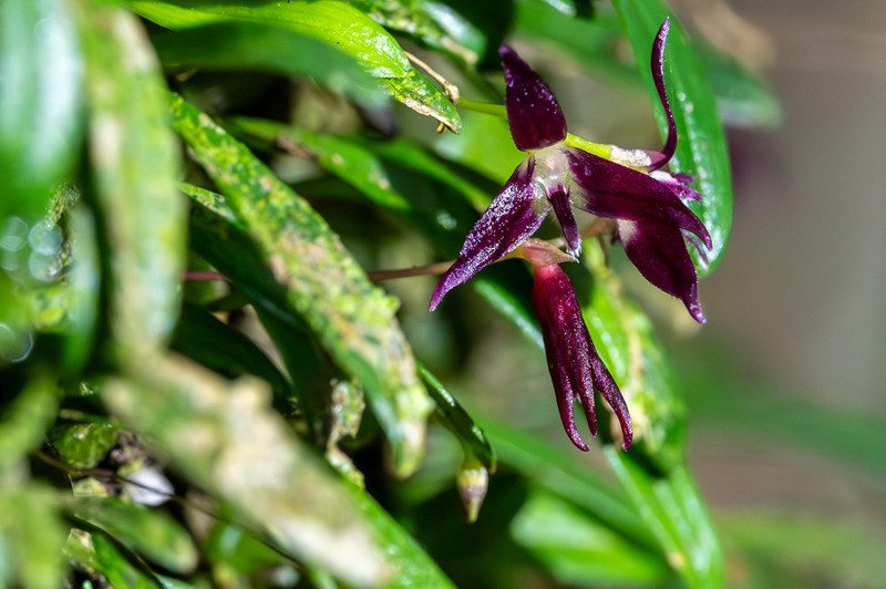 Bulbophyllum discilabium photo 3
