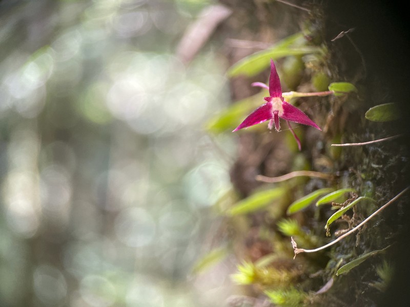 Bulbophyllum discilabium photo 4