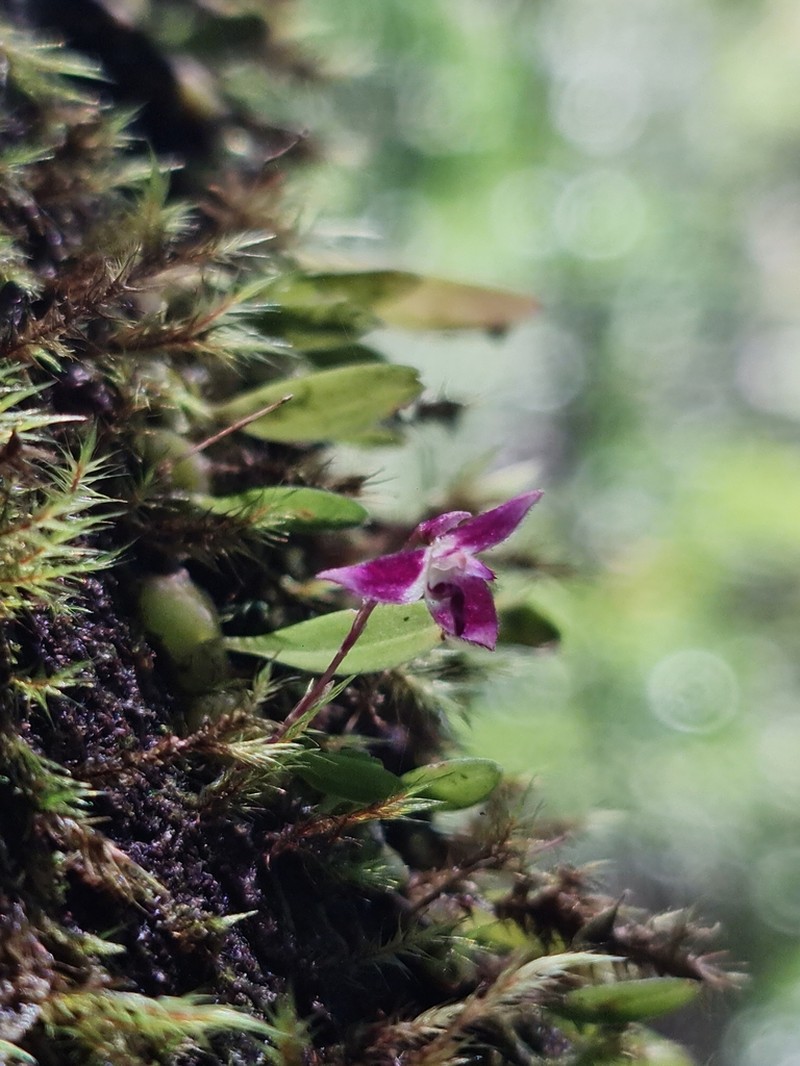 Bulbophyllum discilabium photo 5