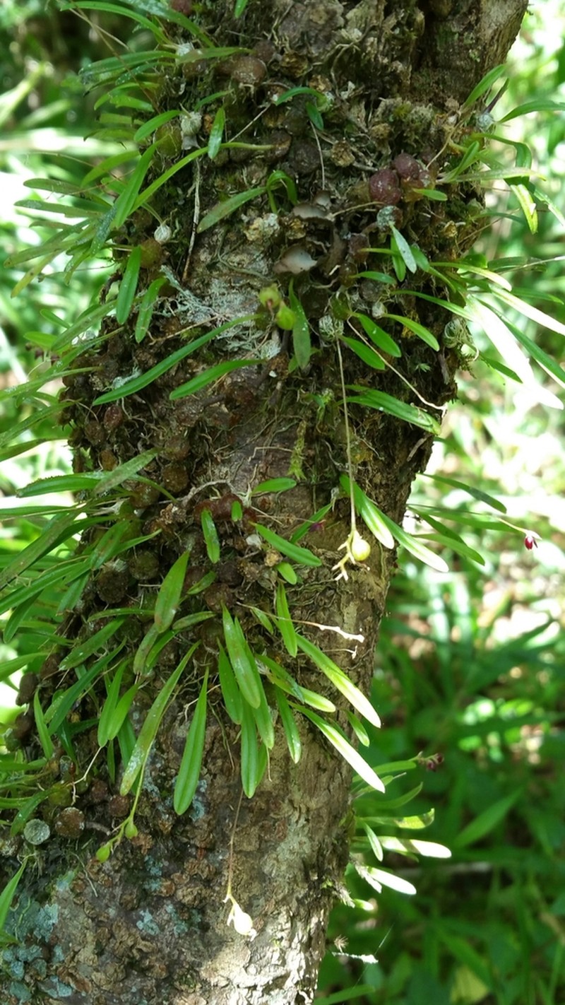 Bulbophyllum discilabium photo 6