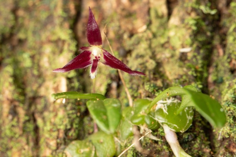 Bulbophyllum discilabium photo 7