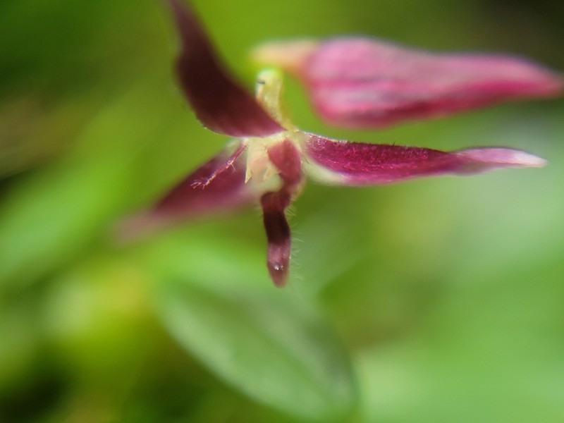 Bulbophyllum discilabium photo 8