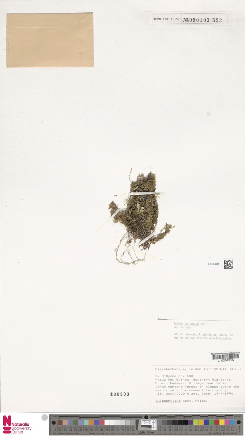 Bulbophyllum discolor