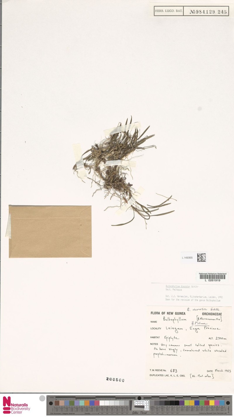 Bulbophyllum discolor photo 2