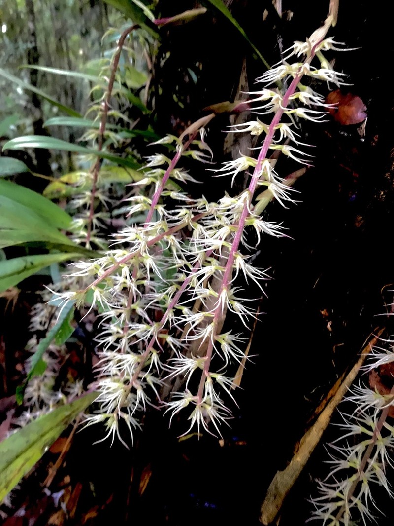 Bulbophyllum disjunctum