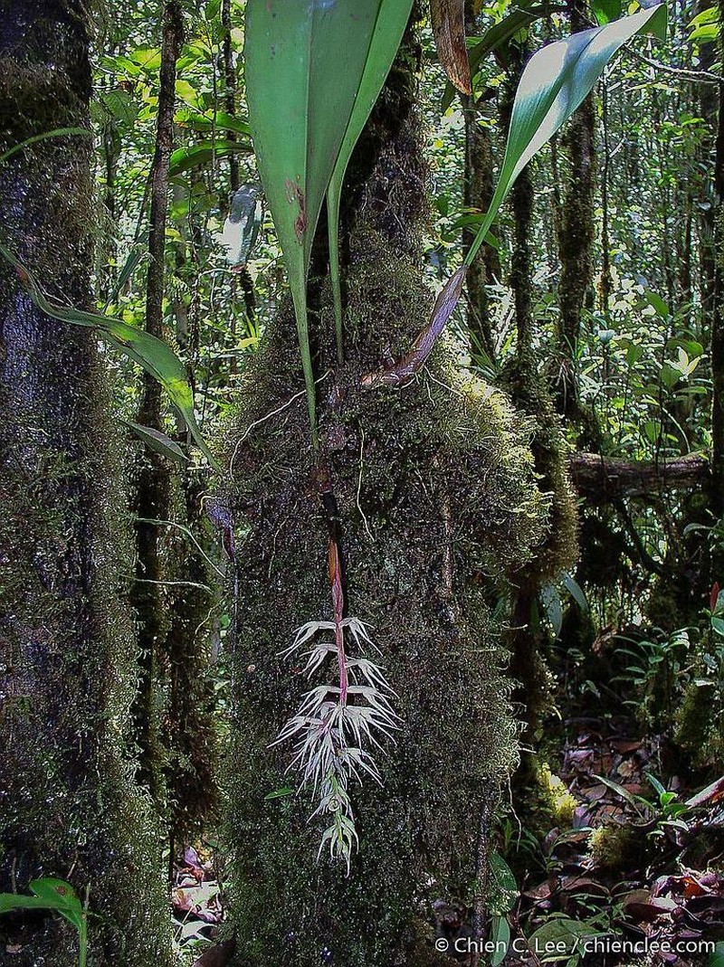 Bulbophyllum disjunctum photo 2