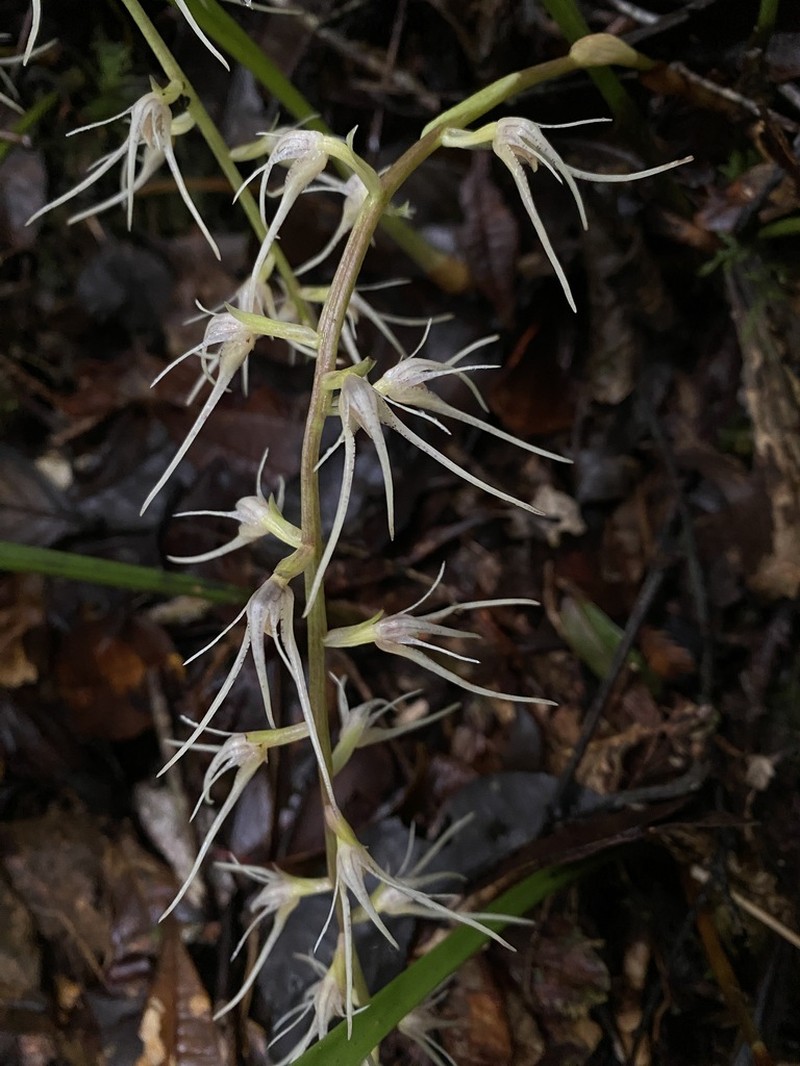 Bulbophyllum disjunctum photo 3