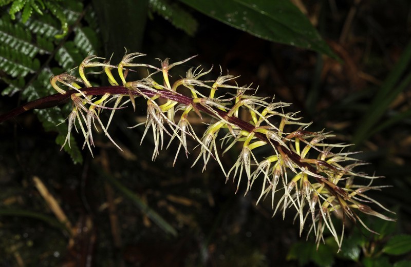 Bulbophyllum disjunctum photo 4
