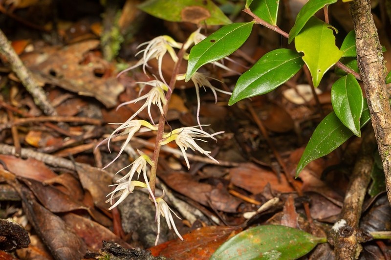 Bulbophyllum disjunctum photo 5